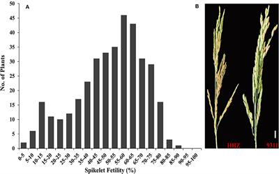 QTL Mapping and Identification of Candidate Genes for Heat Tolerance at the Flowering Stage in Rice